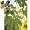  Horse Chestnut Extract